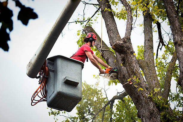 Best Hazardous Tree Removal  in Wareham Center, MA